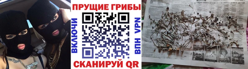 Галлюциногенные грибы Cubensis как найти закладки Городец